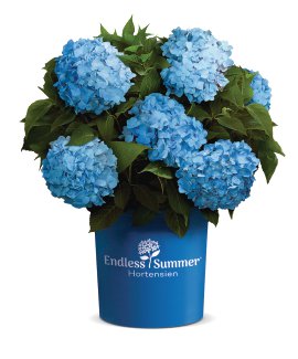 Bauernhortensie Endless Summer® blau Topfgröße 5l