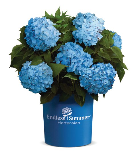 Bauernhortensie Endless Summer® blau Topfgröße 5l