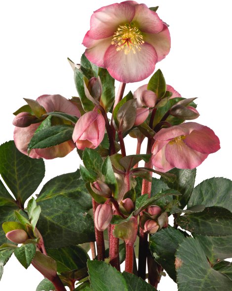Christrose - Helleborus Hybride - Christrose Pennys Pink