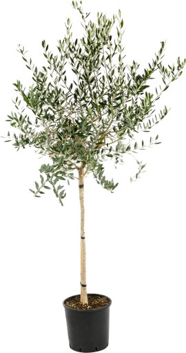 Olive - Olea europea Hochstamm
