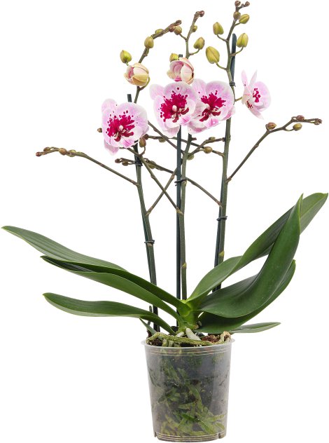 Schmetterlingsorchidee - Phalaenopsis Compactum