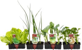 Bio Pflanzgemüse Porree