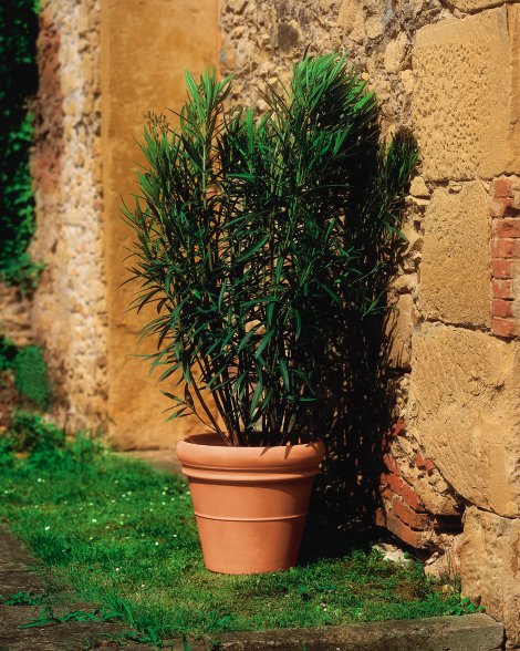 EURO3PLAST Pflanzentopf Doppio Bordo Terrakotta 32 l, 45x40 cm (ØxH)