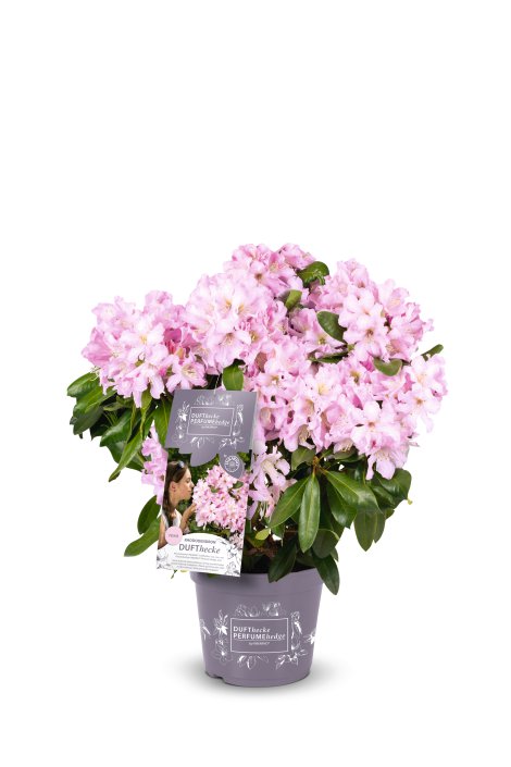 Rhododendron Easydendron Dufthecke rosa