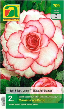 Begonien Picotee Camelia