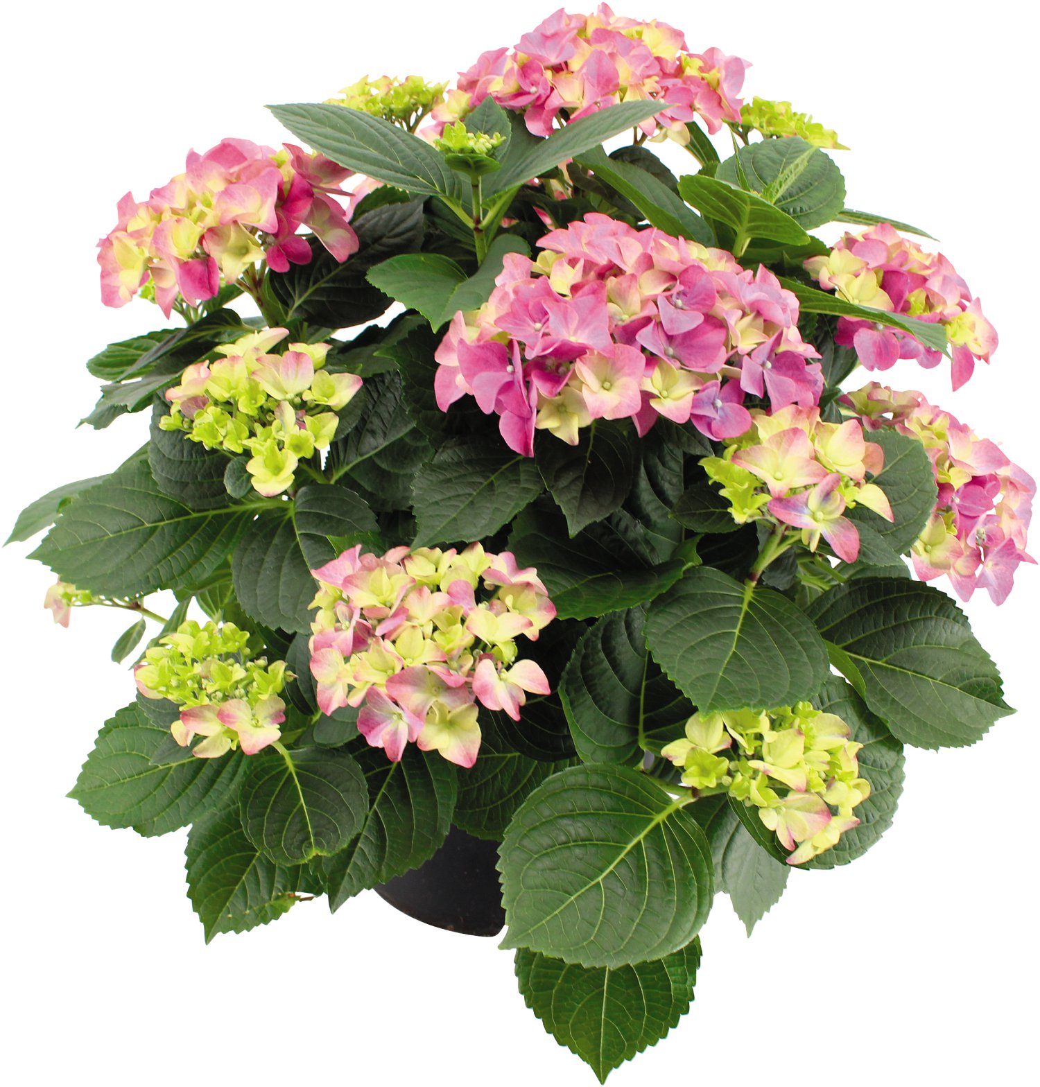 Bauernhortensie - Hydrangea macrophylla