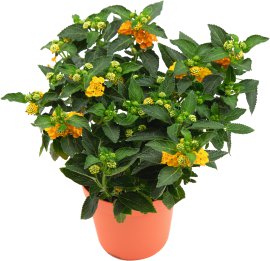 Mediterrane Stämmchen und Büsche