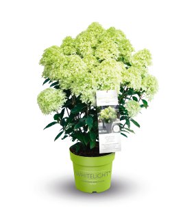 Rispenhortensie Whitelight®