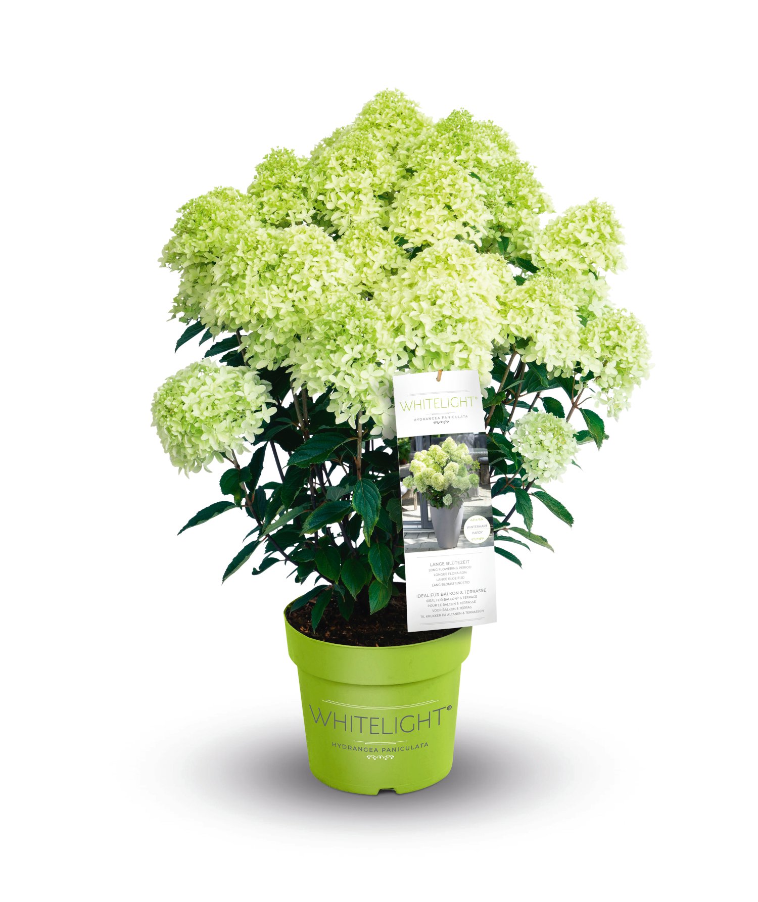 Rispenhortensie Whitelight® Topfgröße 6l