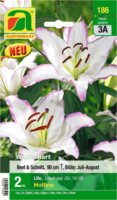 Orientalische Lilien Hotline