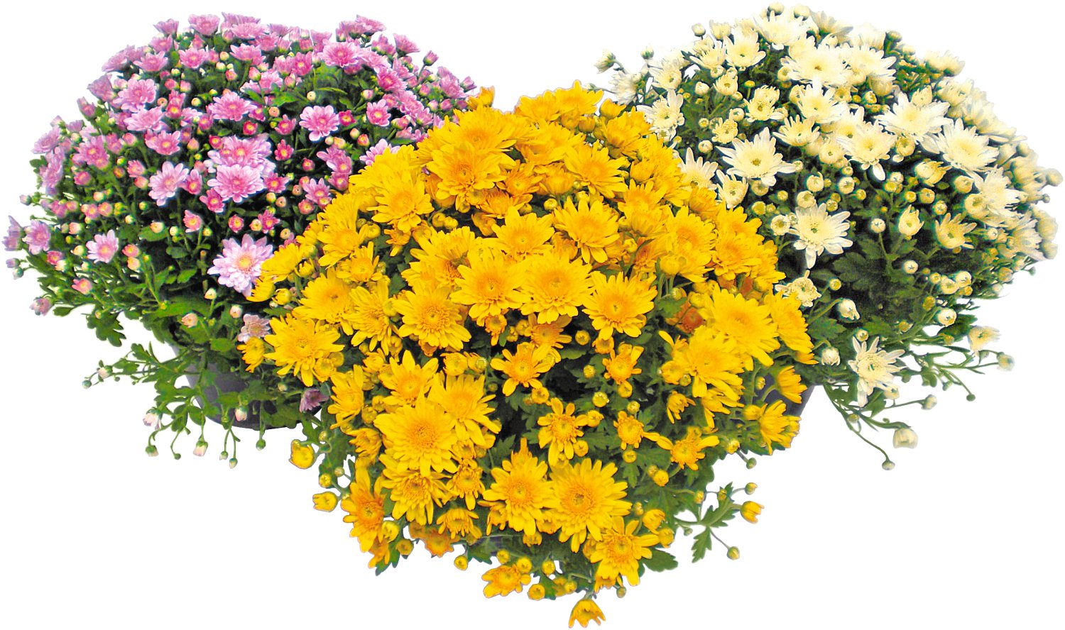 Kugelchrysantheme - Chrysanthemum Multiflora