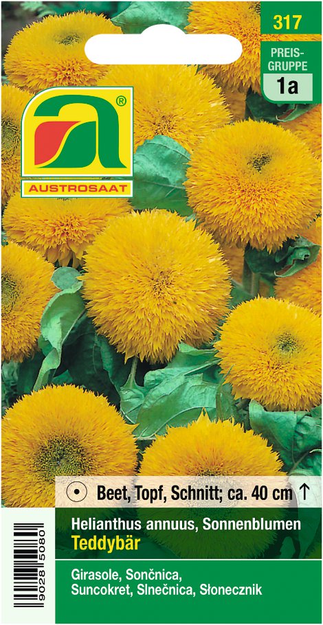 Helianthus Teddybär