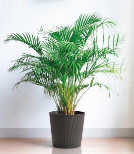 Übertopf Fyre mit Rollen Anthrazit