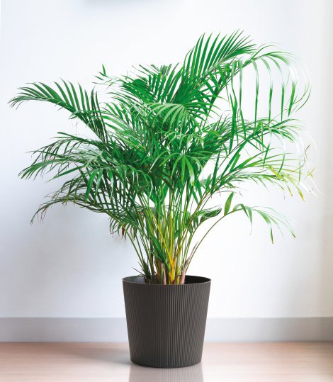 Übertopf Fyre mit Rollen Anthrazit ⌀ 35 cm