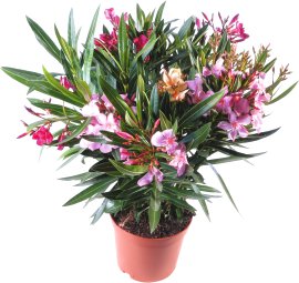 Oleander 