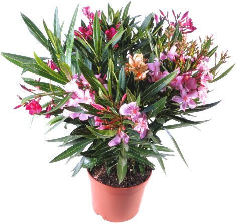 Oleander - Nerium oleander Tricolor