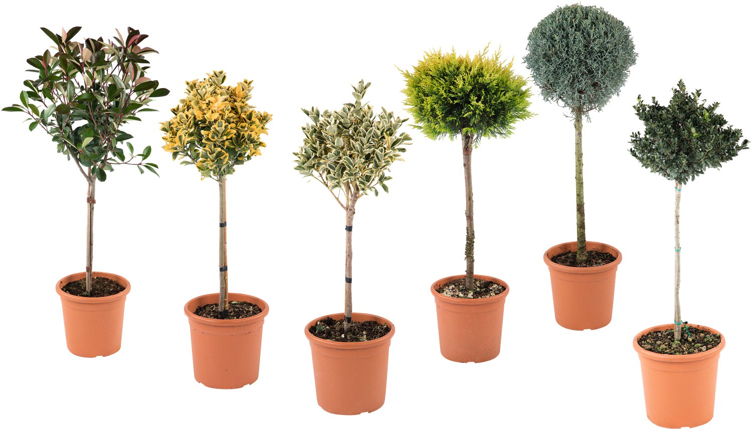 Mediterrane Kugelzierstämmchen