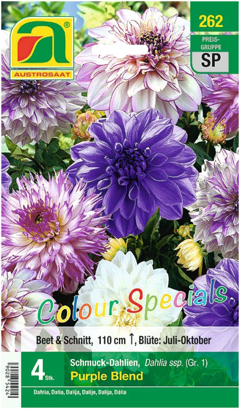 Colour Special Dahlien Purple Blend