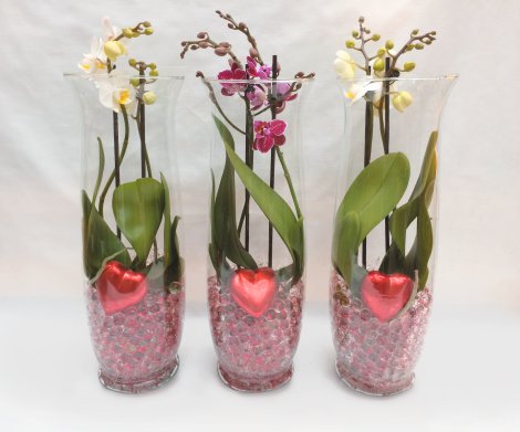 Arrangement Orchidee in Glas