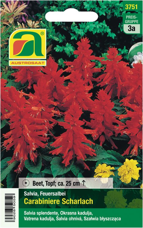 Salvia spl. Carabiniere