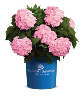 Bauernhortensie Endless Summer® rosa Topfgröße 5l