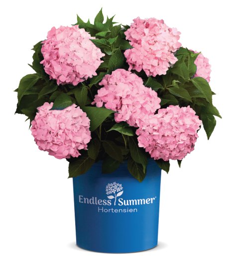 Bauernhortensie Endless Summer® rosa Topfgröße 5l