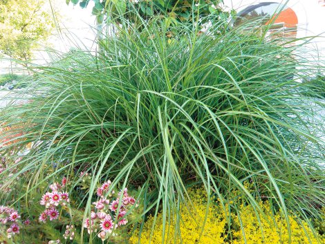 Chinaschilf - Miscanthus sinensis