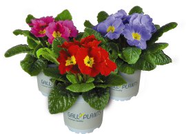 Stängellose Schlüsselblume