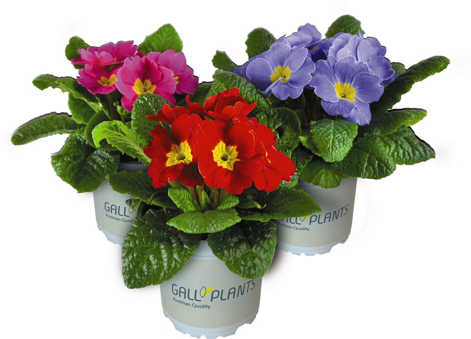 Stängellose Schlüsselblume