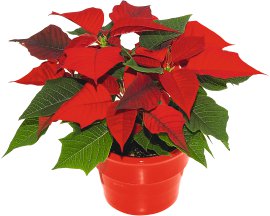 Weihnachtsstern midi T10