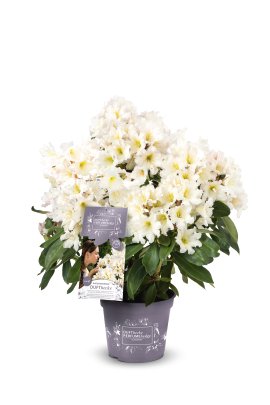 Rhododendron Easydendron Dufthecke weiss