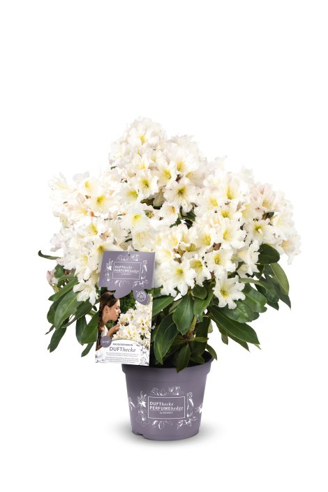 Rhododendron Easydendron Dufthecke weiss