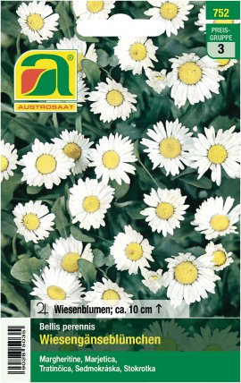 Bellis perennis Gänseblümchen