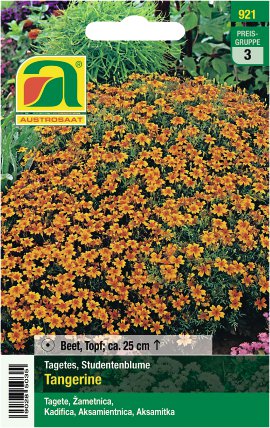Tagetes signata Tangerine