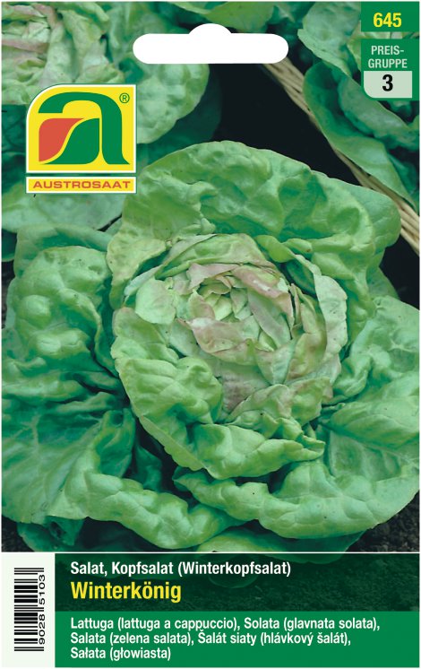 Kopfsalat Winterkönig