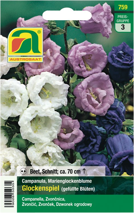 Campanula Marienglockenblumen gefüllt