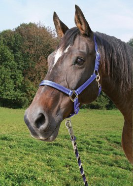 Führstrick Mustang + Panikhaken, royal-blau