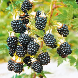 Bio Beerensträucher