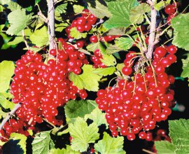 Bio Beerensträucher