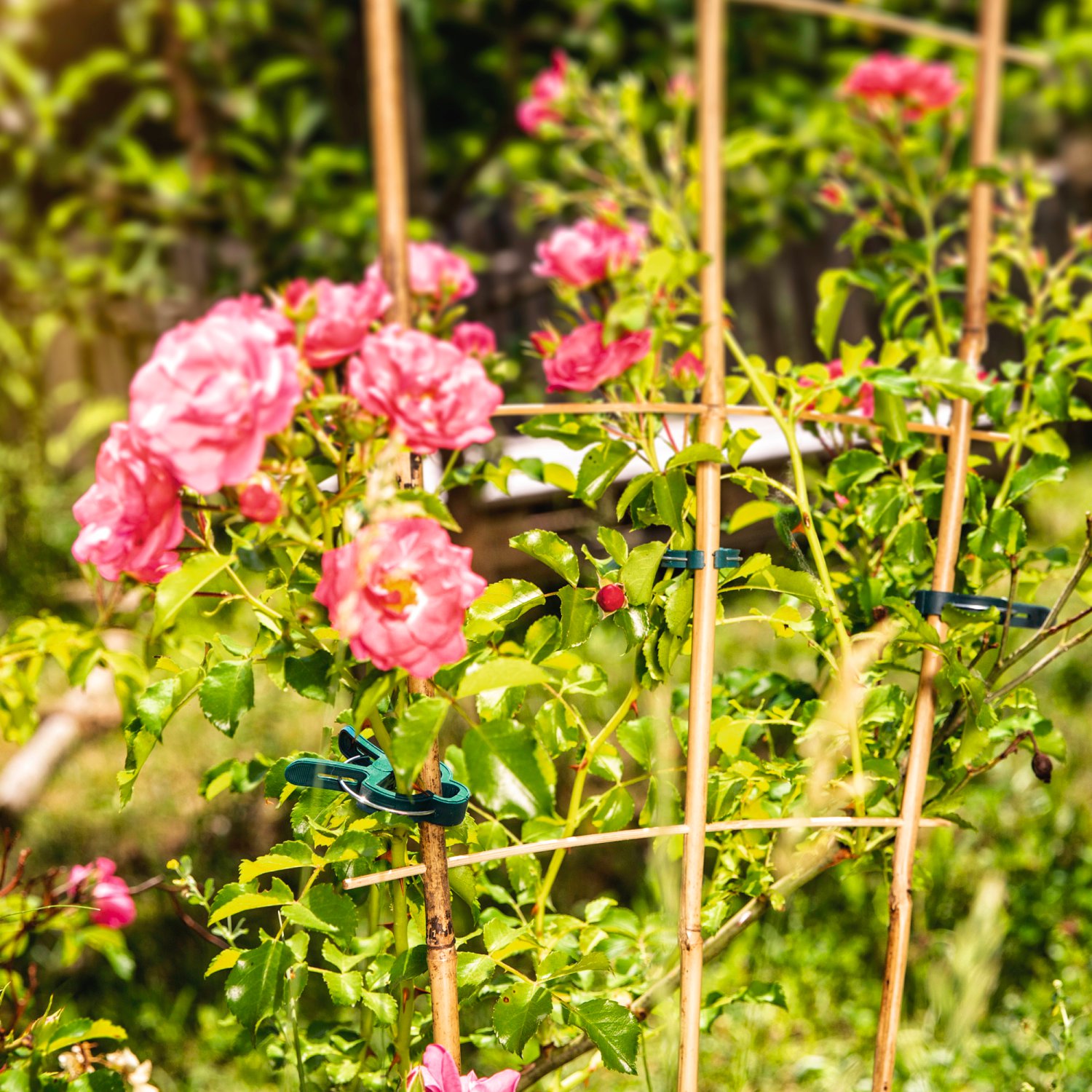 WINDHAGER Pflanzenhalterset 50-tlg.