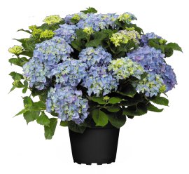 Bauerhortensie Blau