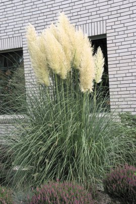 Pampasgras Pumila
