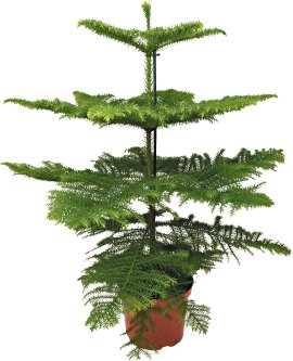 Zimmertanne - Araucaria heterophylla