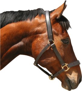 Pferdehalfter Eco, braun