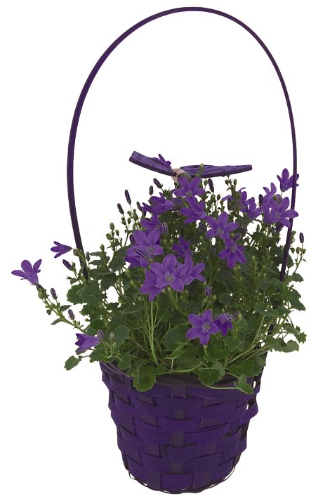 Campanula im Korb mit Henkel T12
