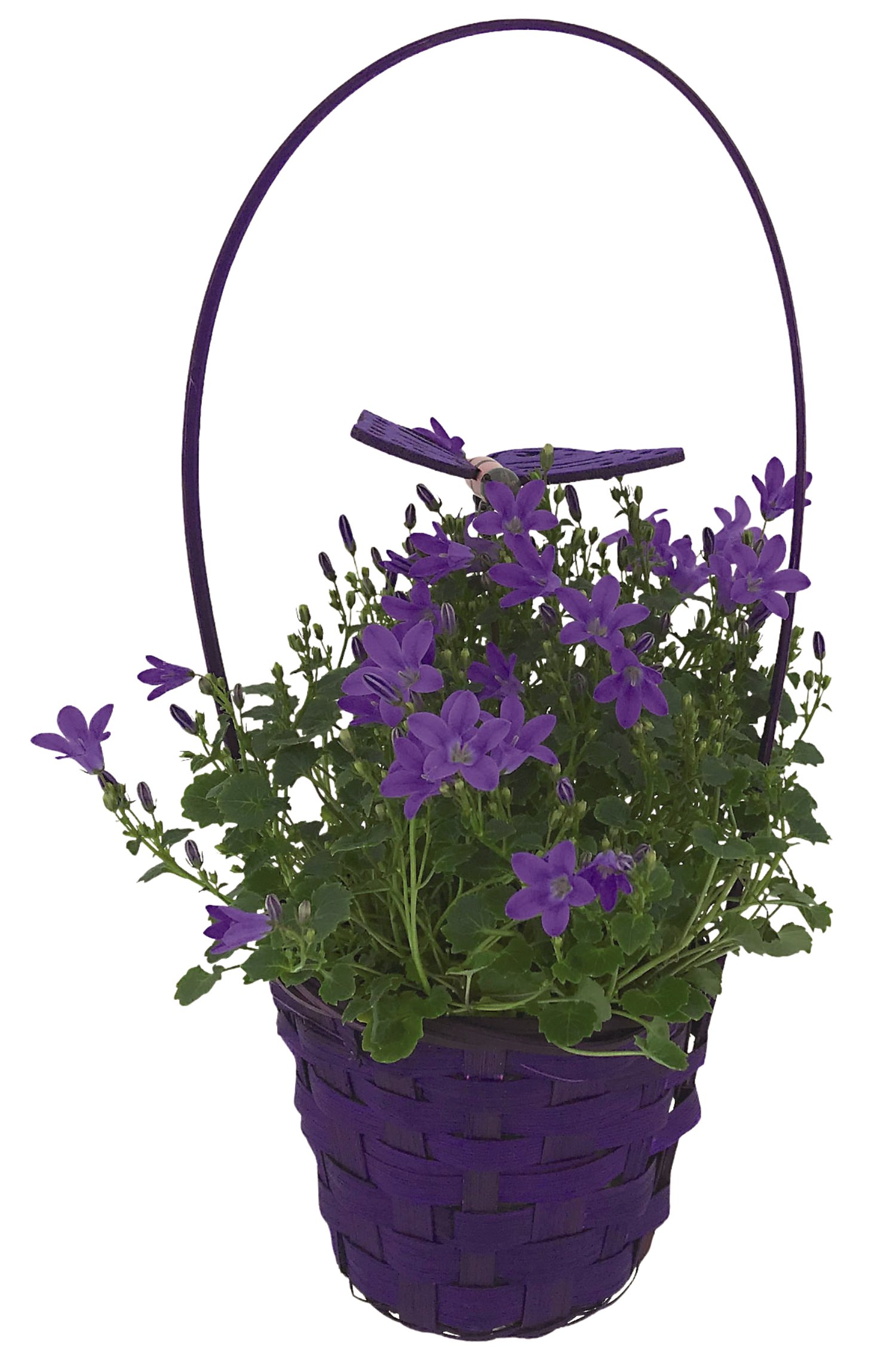Campanula im Korb mit Henkel T12
