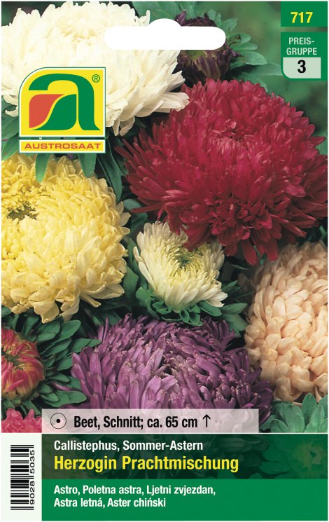 Astern Herzogin Prachtmischung