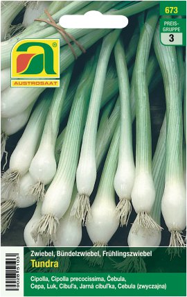 Bündel-Zwiebel Tundra