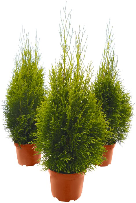 Lebensbaum  - Thuja Smaragd 40-50 cm 10 Stk.