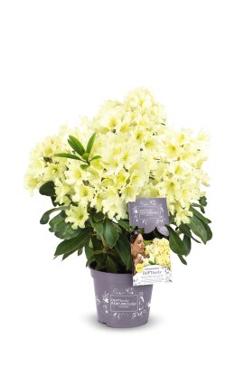 Rhododendron Easydendron Dufthecke gelb